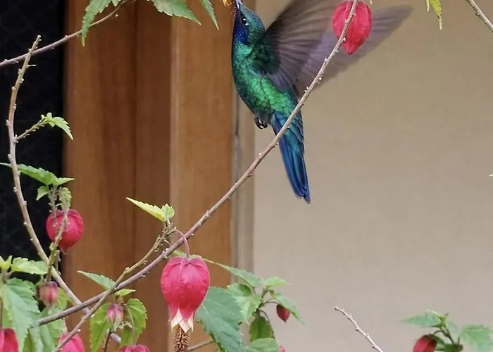 Sol Natura Hotel